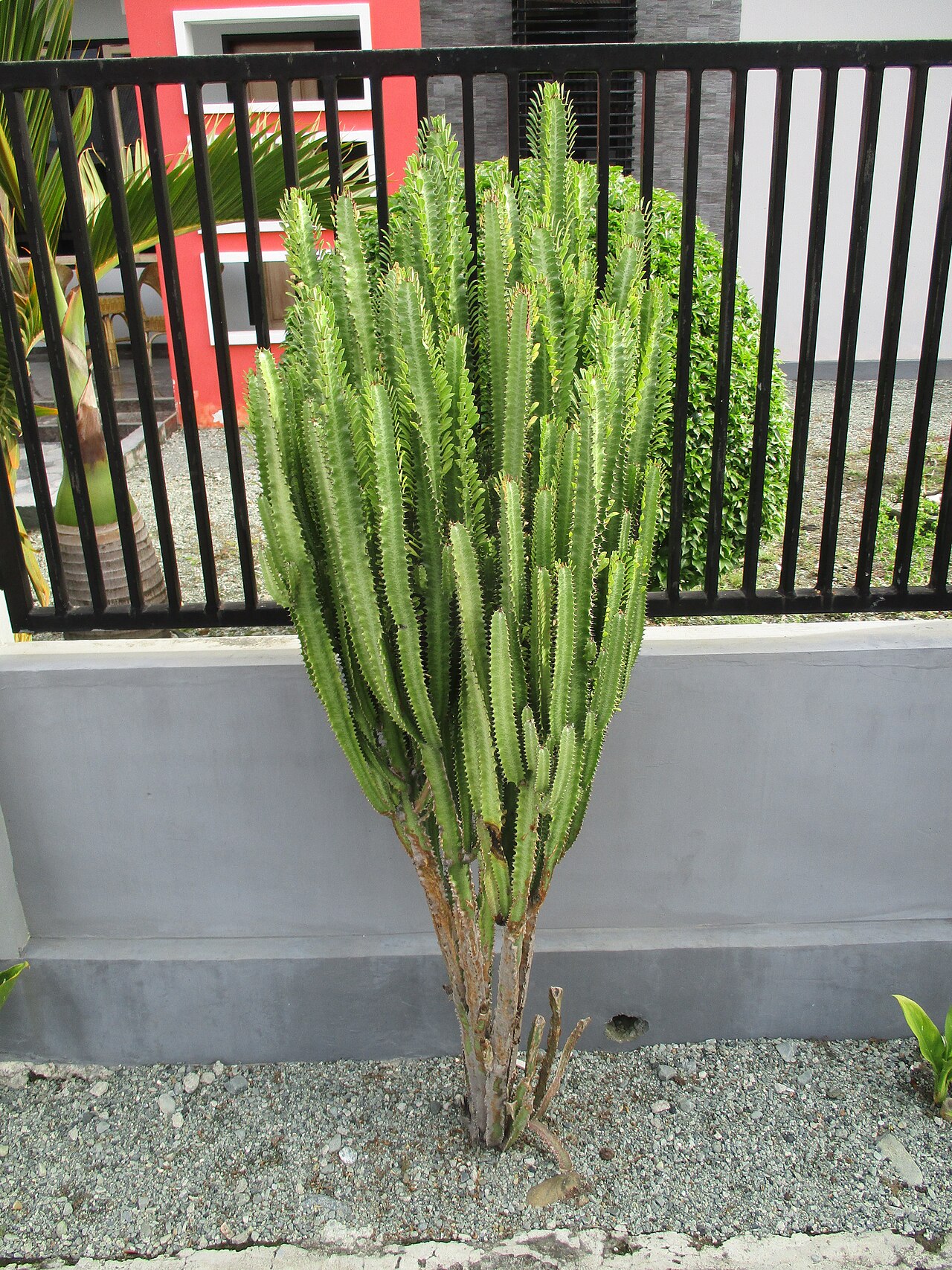 Молочай трёхгранный (Euphorbia trigona): ребристые кактусовидные стебли