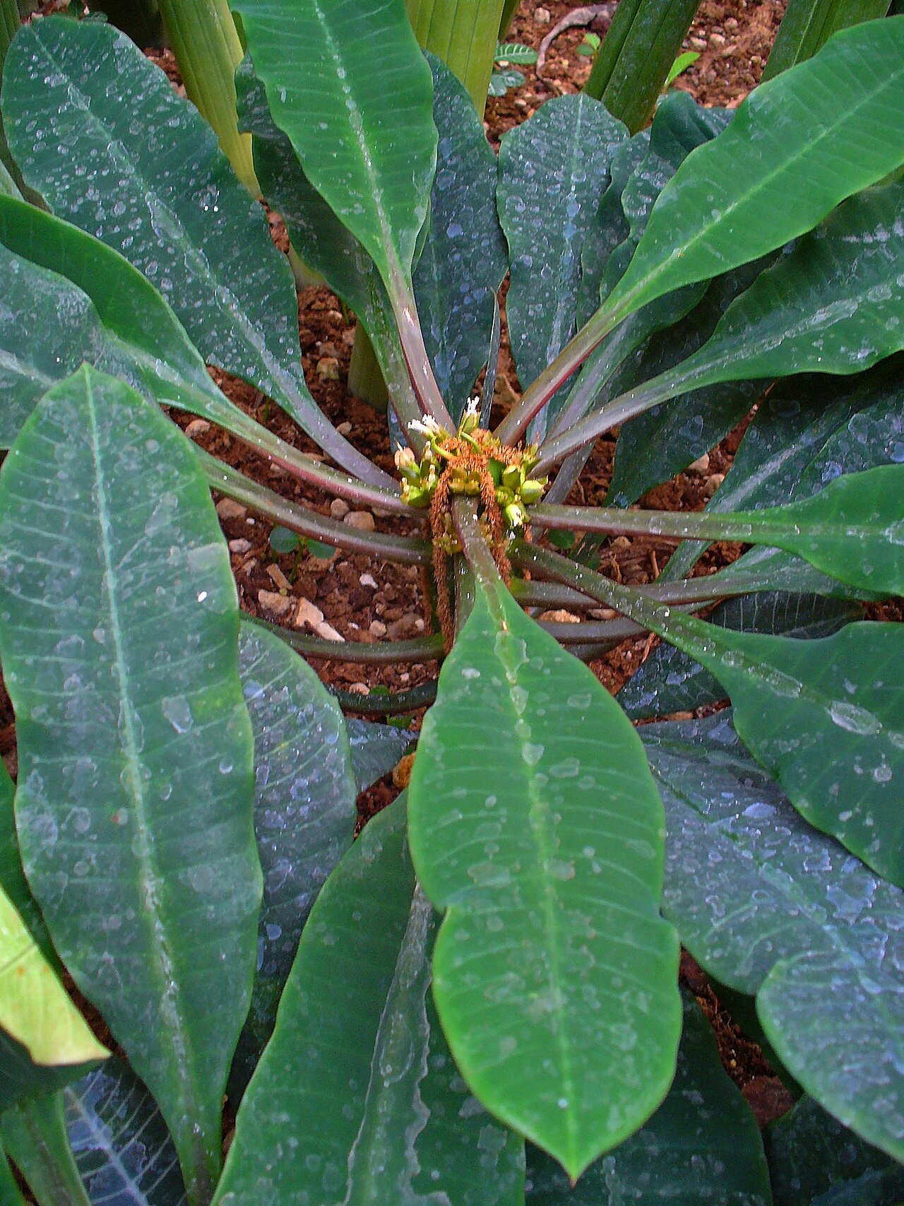 Молочай беложильчатый (Euphorbia leuconeura): тёмные листья с белыми жилками