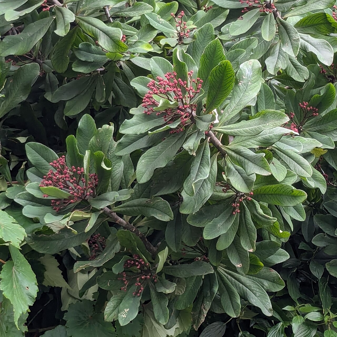 Синадениум (Euphorbia umbellata) с соцветиями