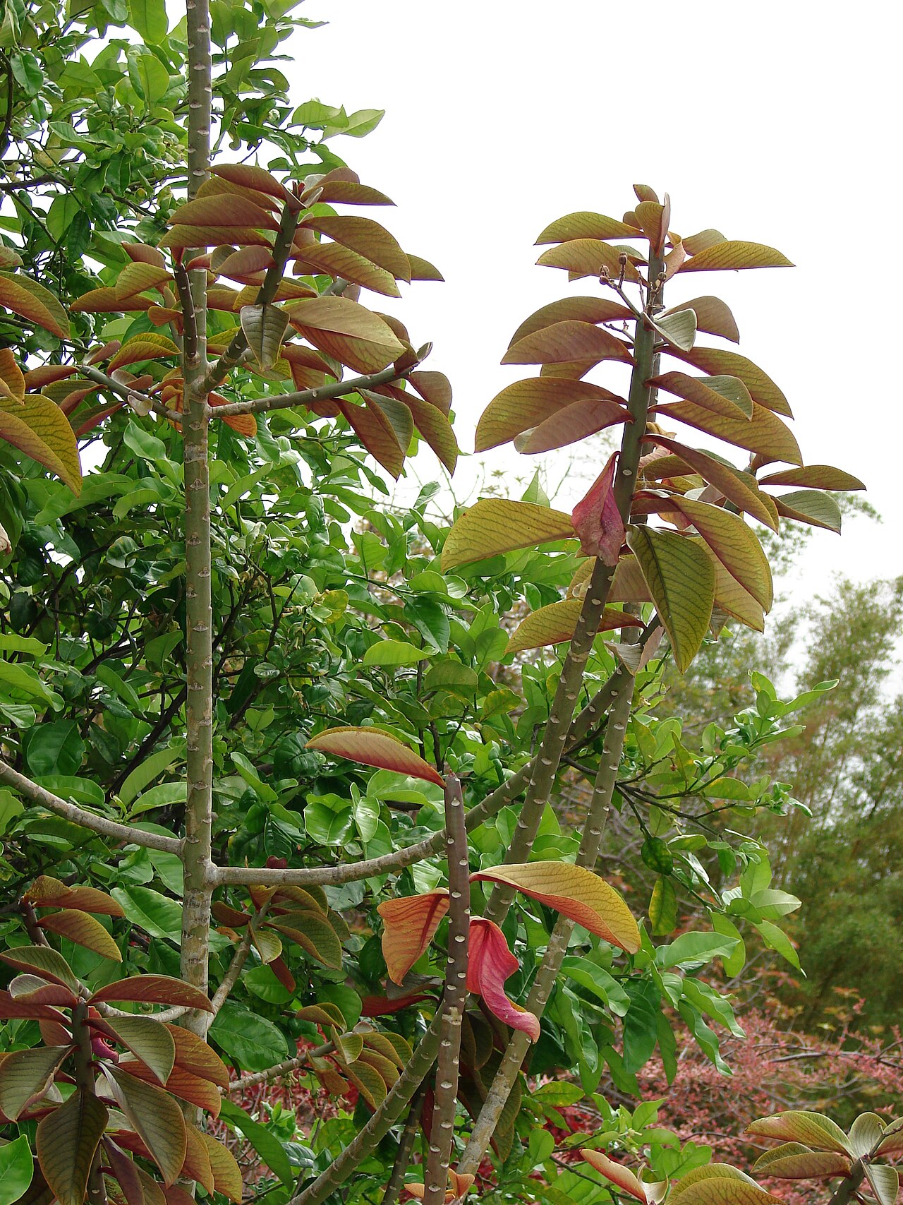 Синадениум 'Rubra' — краснолистная форма (Euphorbia umbellata / Synadenium grantii)