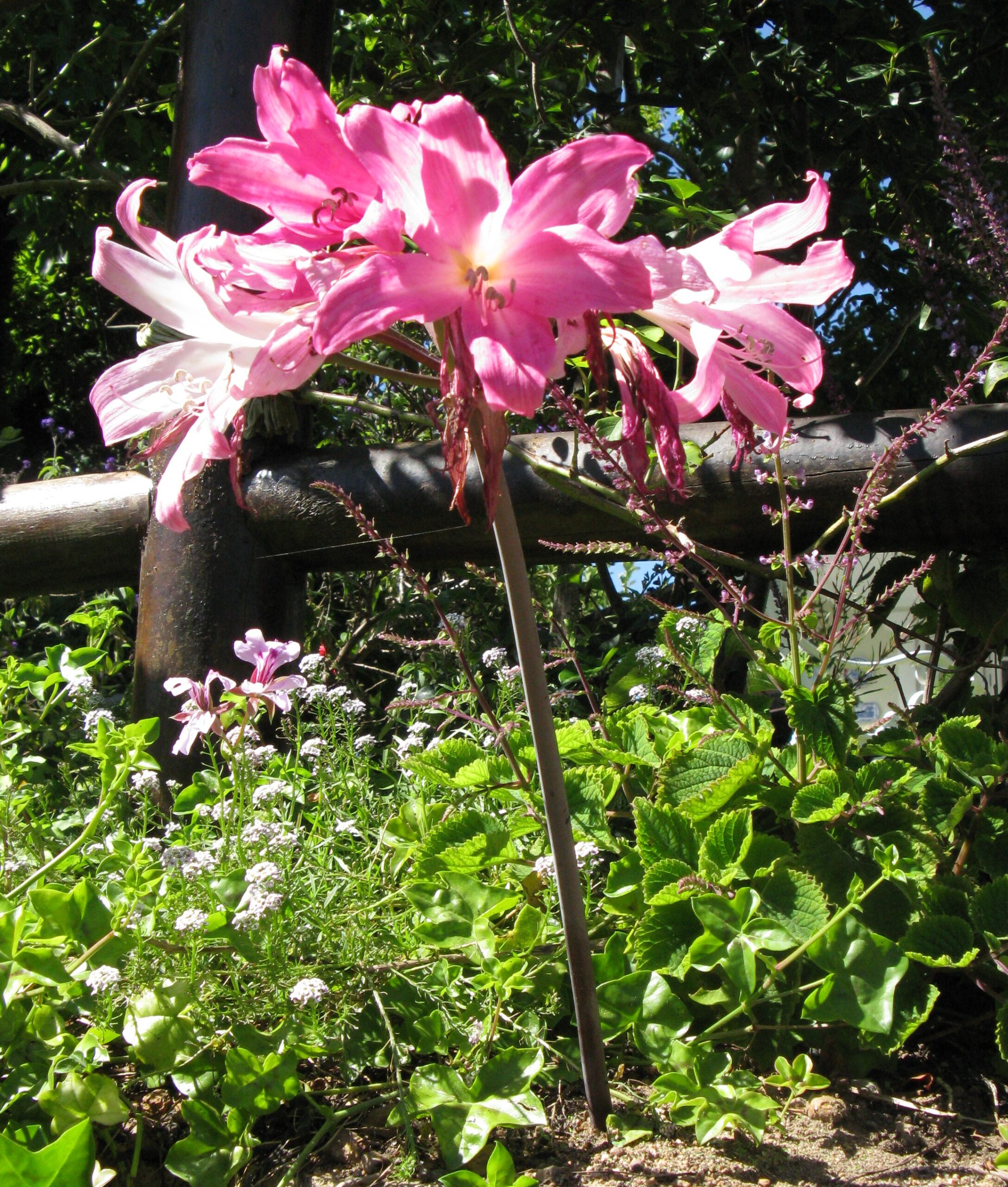 Amaryllis belladonna цветёт на голом безлистном цветоносе