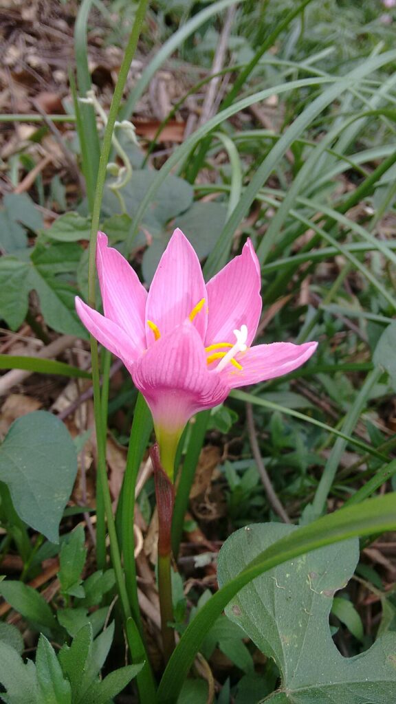 Зефирантес крупноцветковый (grandiflora) с ярко-розовым цветком