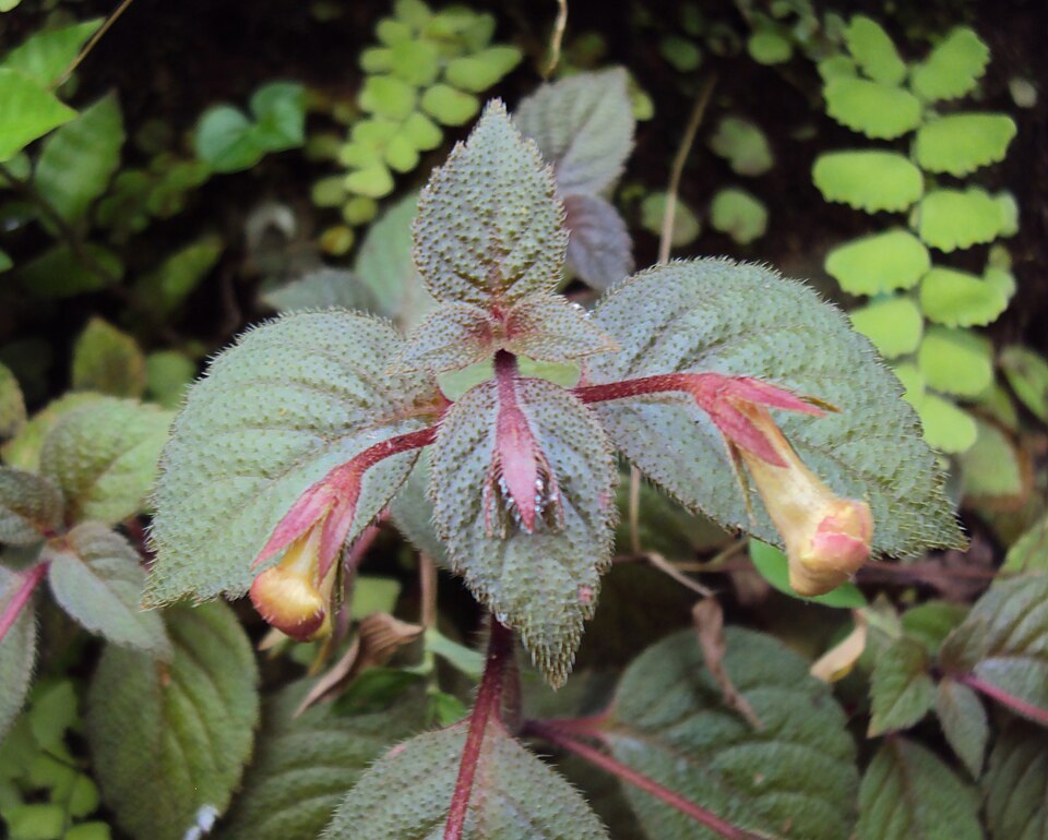 Ахименес длинноцветковый (Achimenes longiflora) с фиолетовыми цветками