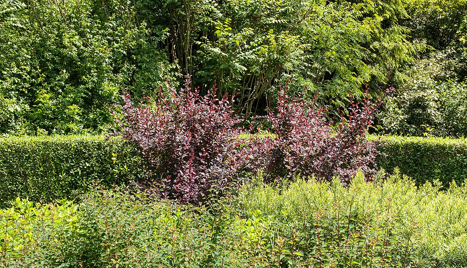 Пурпурнолистный барбарис Тунберга сорта Atropurpurea