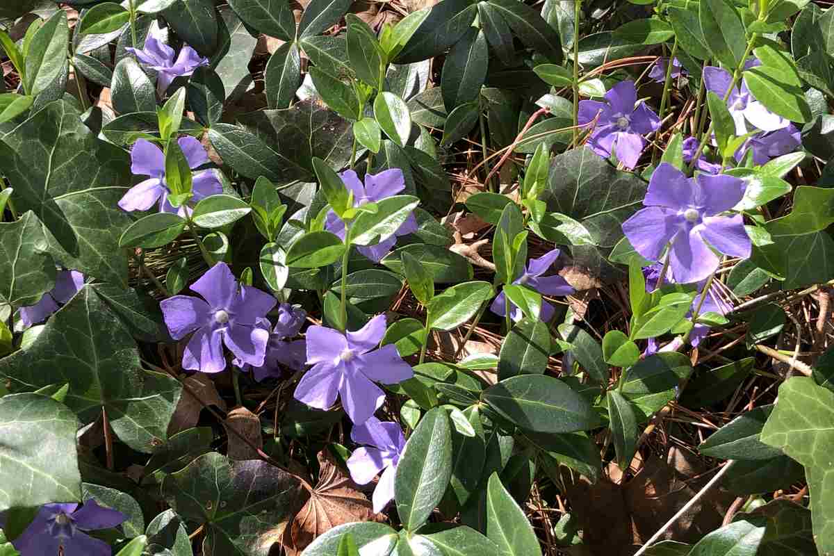 Барвинок малый (Vinca minor) — ковёр из побегов с синими цветками