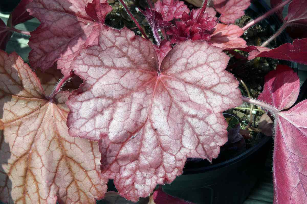 Гейхера (Heuchera 'Georgia Peach') с яркой янтарно-розовой декоративной листвой