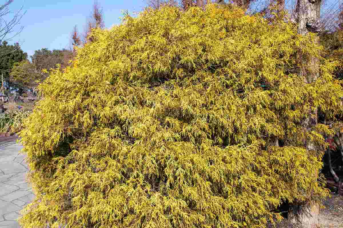 Кипарисовик горохоплодный Filifera Aurea с золотистой нитевидной хвоёй