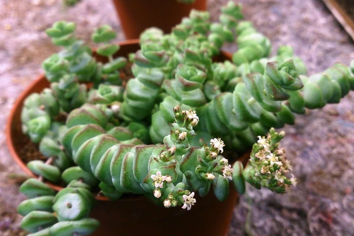 Крассула Марниериана (Crassula marnieriana) в горшке — суккулент с плотными округло-треугольными листьями, собранными в цепочки-«косички»