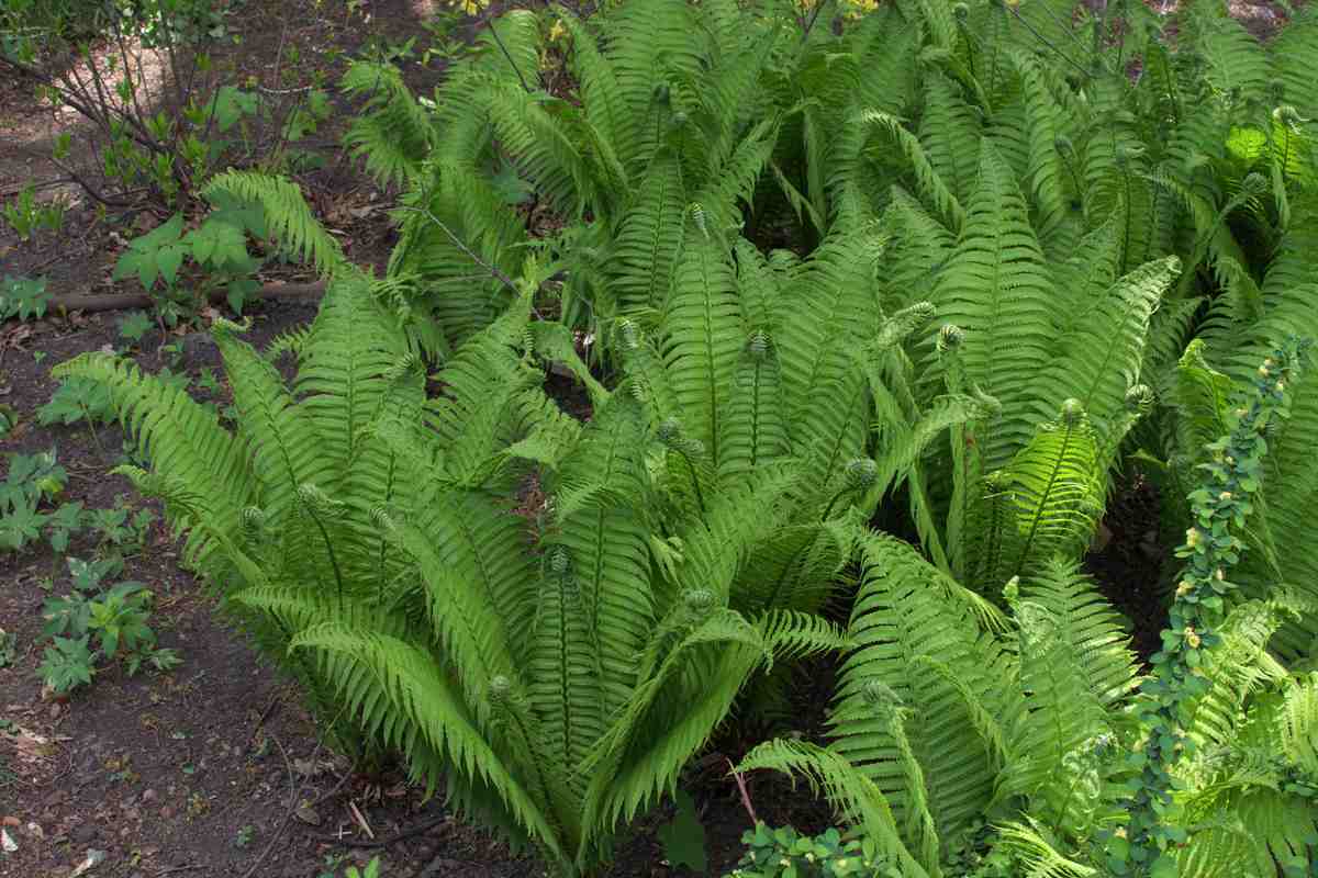 Садовый папоротник страусник (Matteuccia struthiopteris) в форме вазы на затенённой клумбе