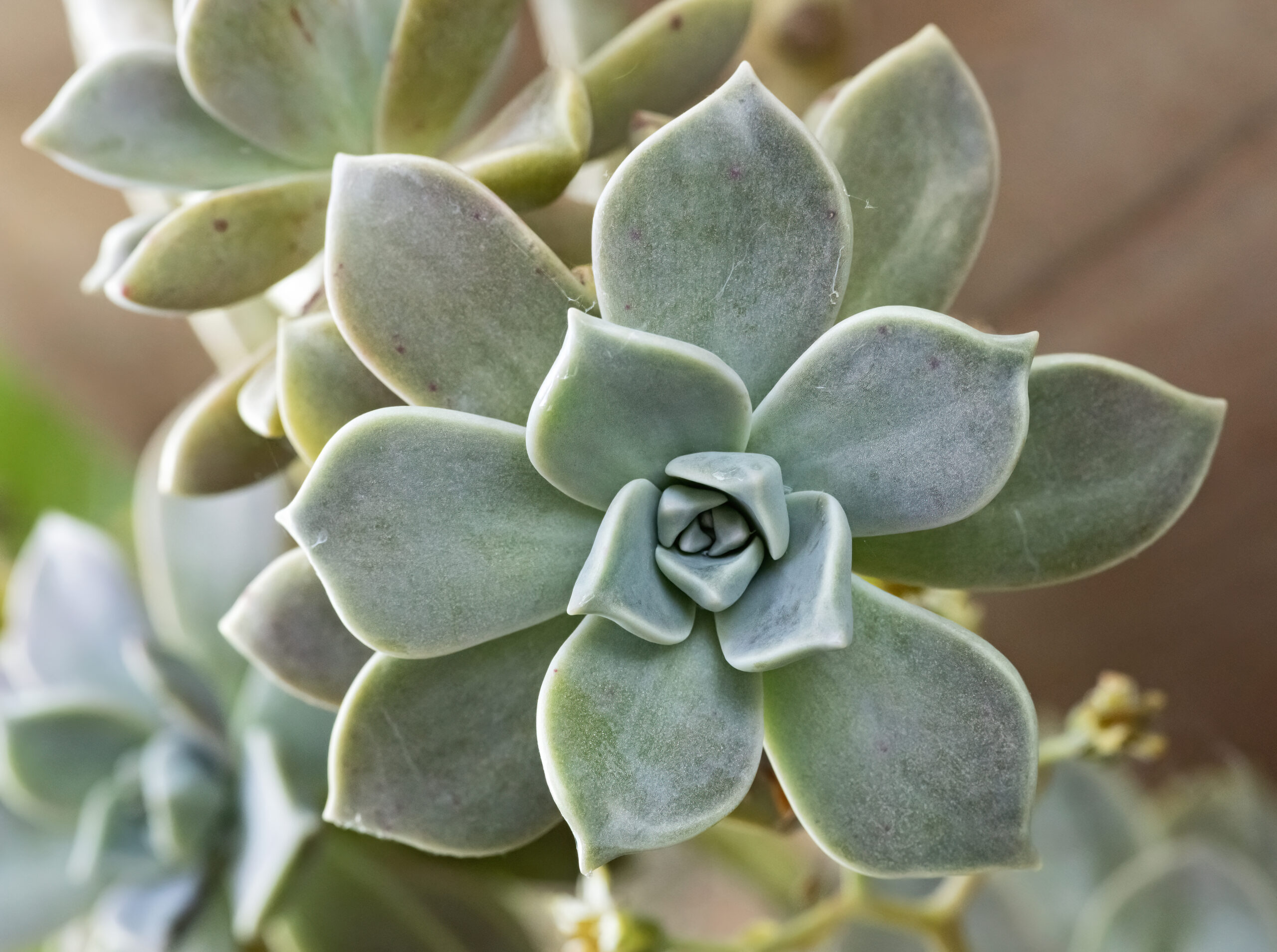 Граптопеталум парагвайский (Graptopetalum paraguayense)