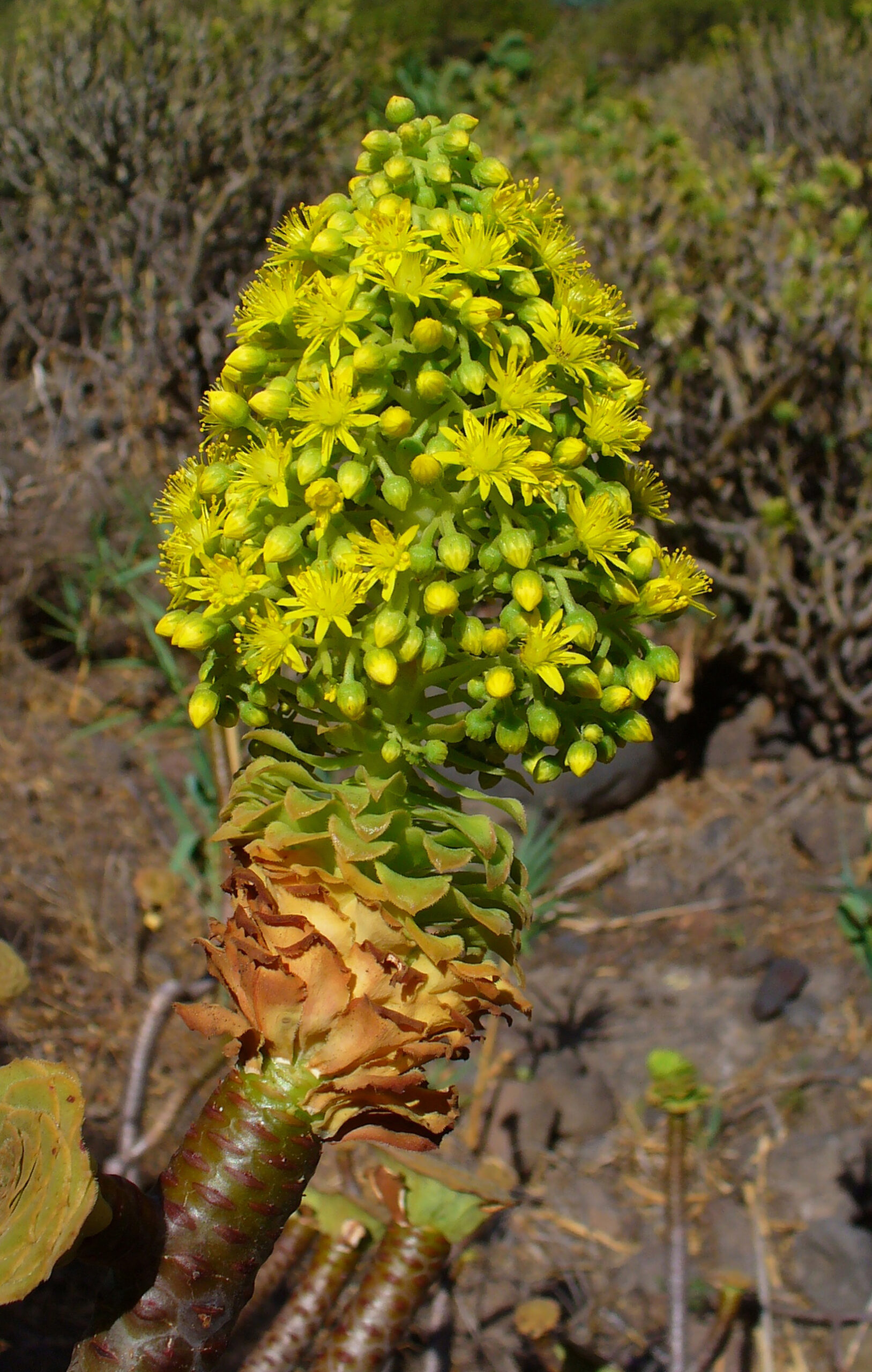 Эониум древовидный (Aeonium arboreum)