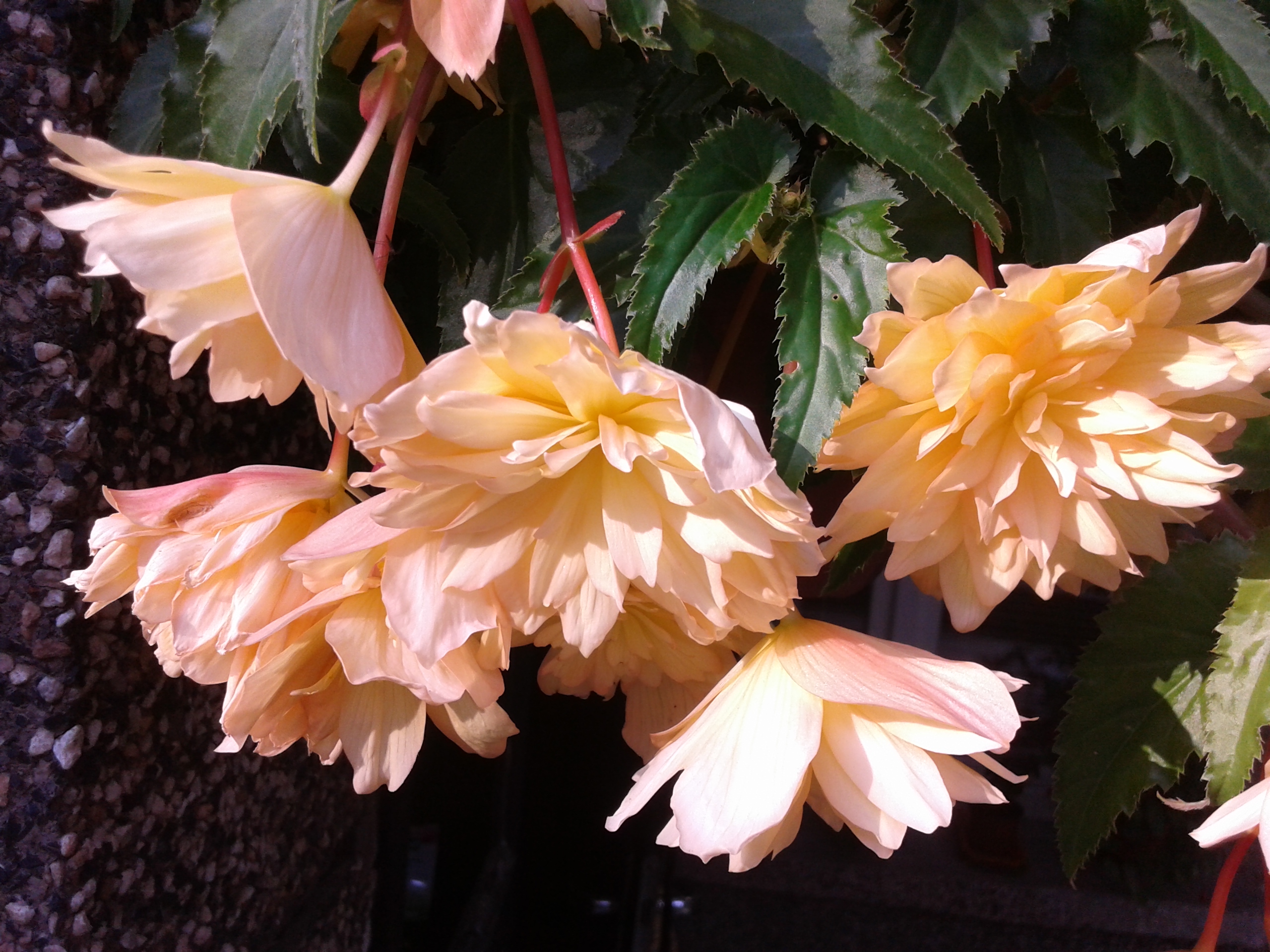 Бегония ампельная (Begonia × tuberhybrida pendula)