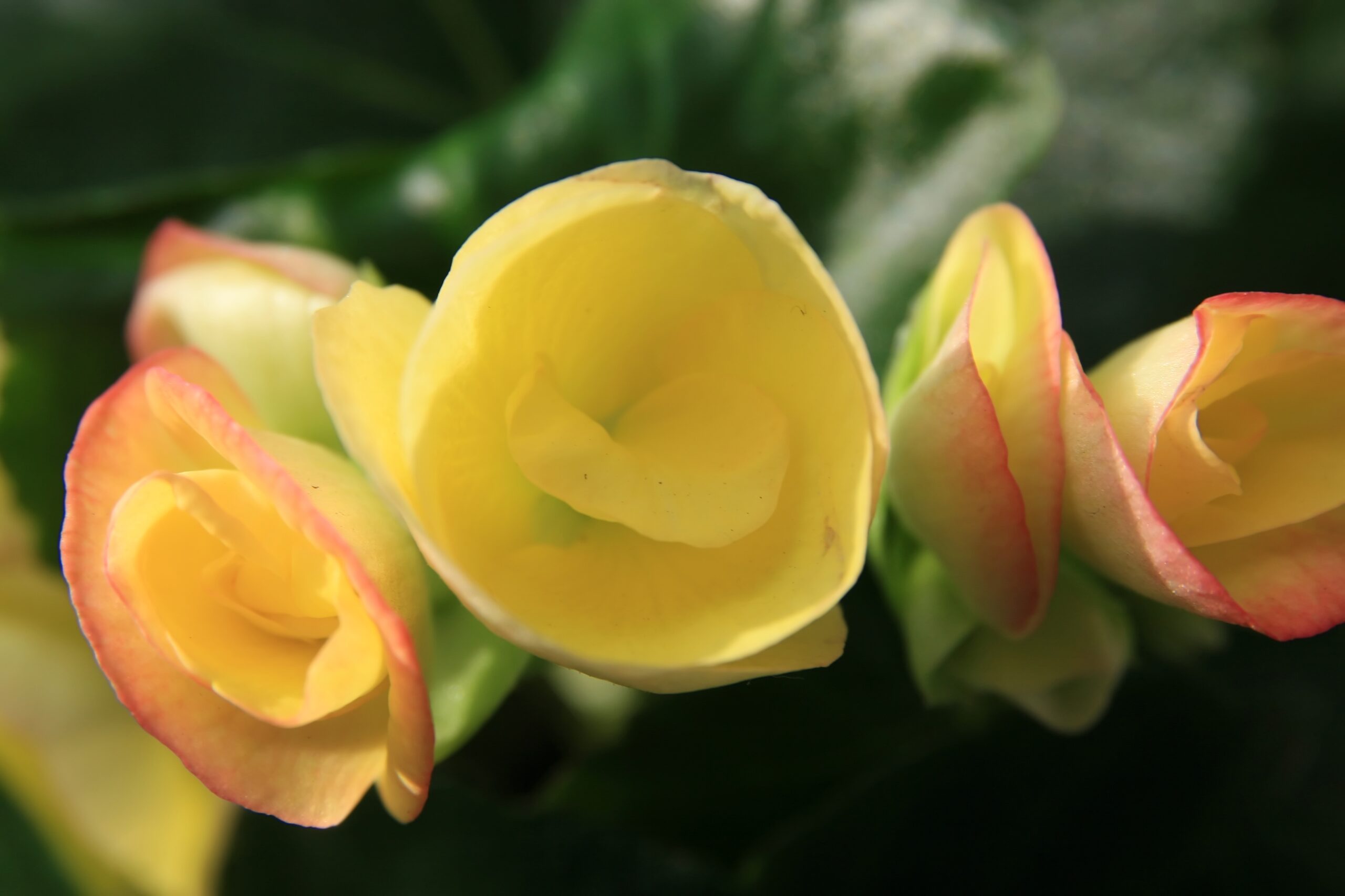 Бегония элатиор, Ригер-бегония (Begonia × hiemalis)