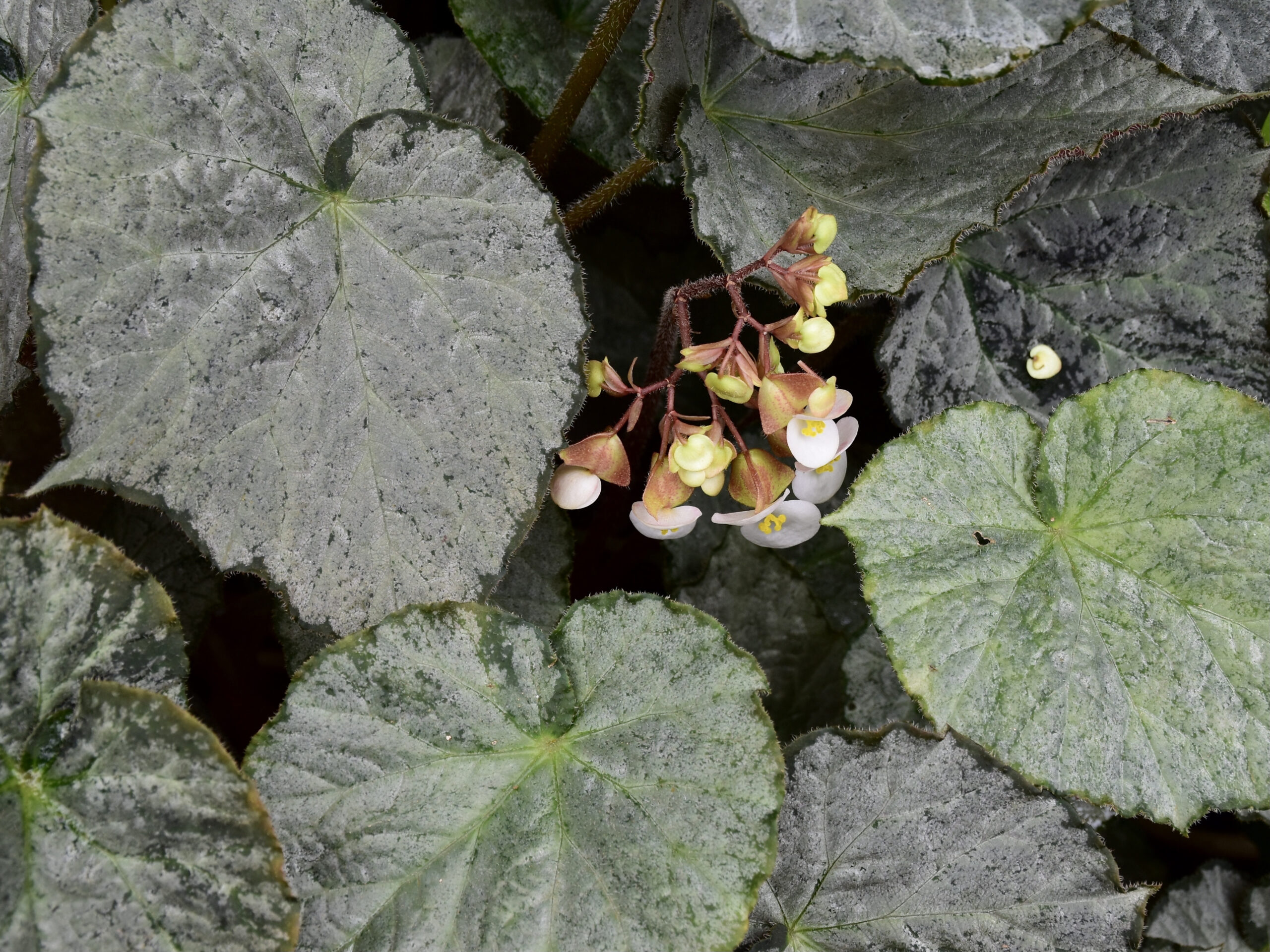 Бегония королевская (Begonia rex)