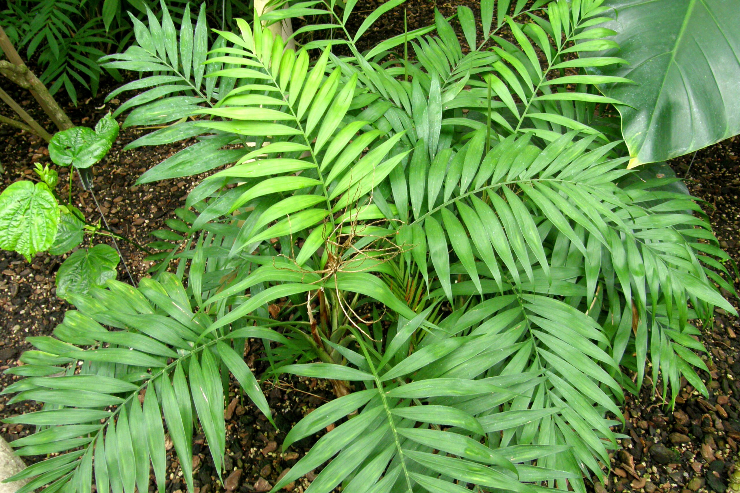 Хамедорея изящная (Chamaedorea elegans)