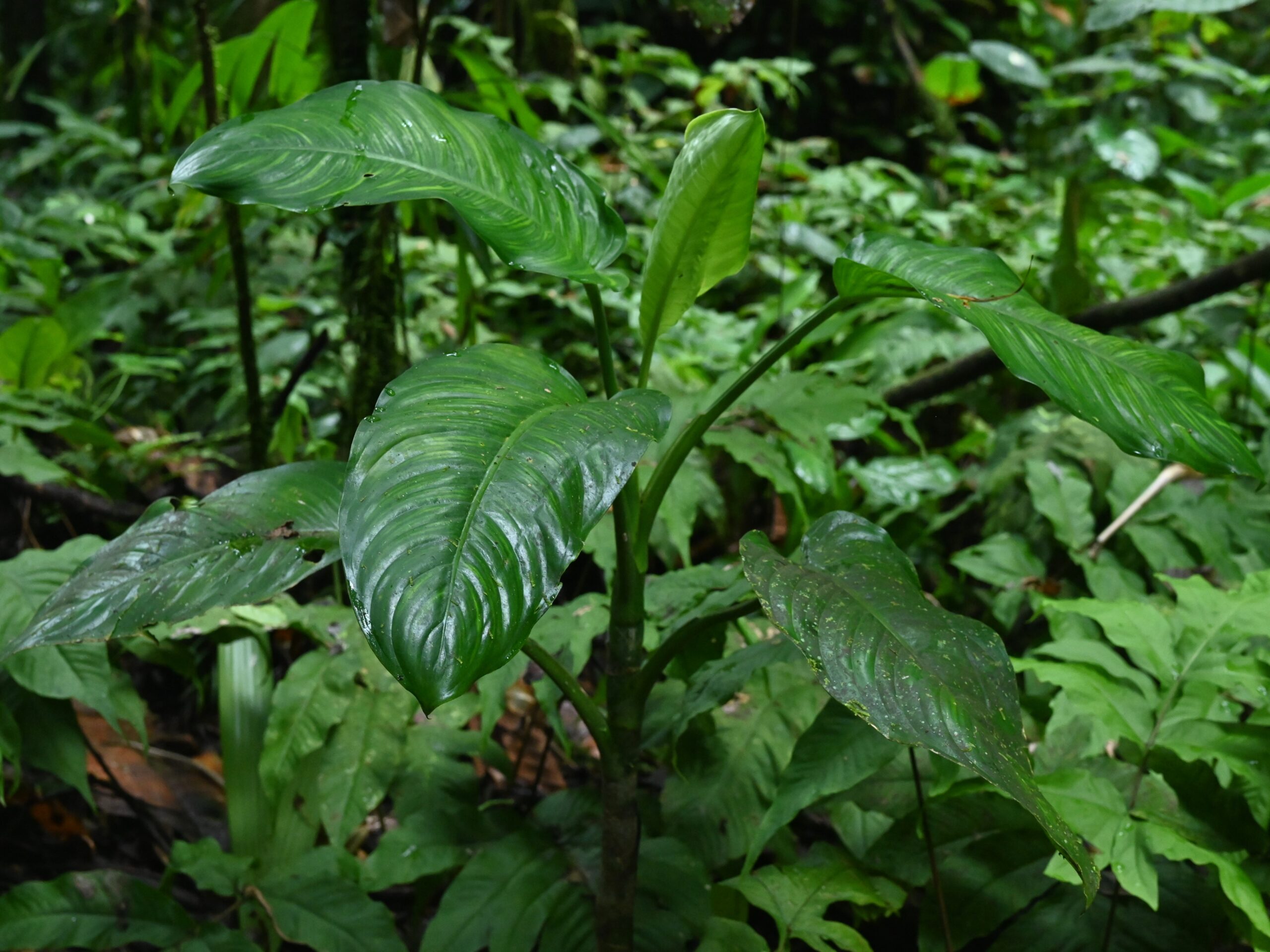Диффенбахия пятнистая (Dieffenbachia seguine)