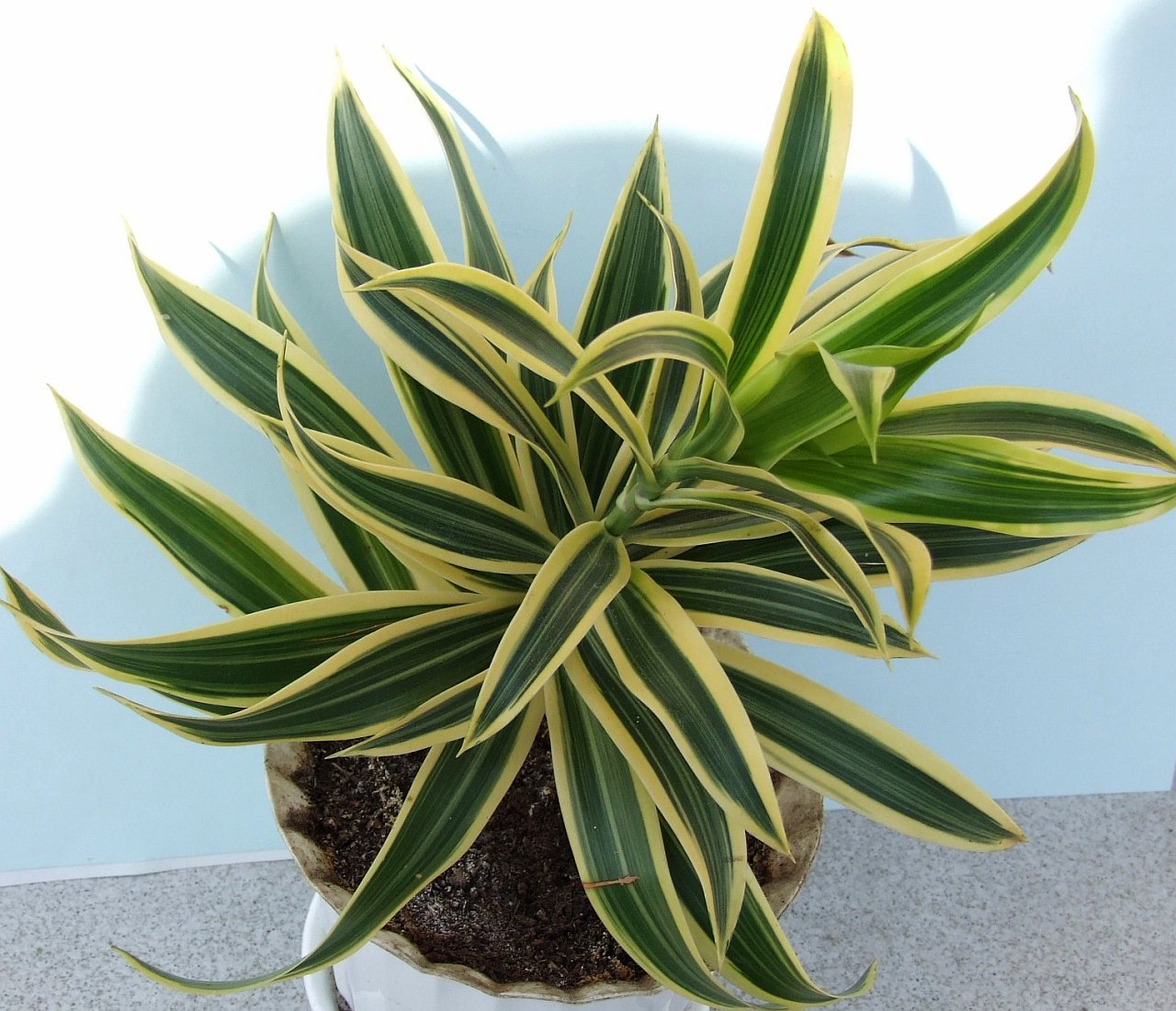 Драцена душистая (Dracaena fragrans)