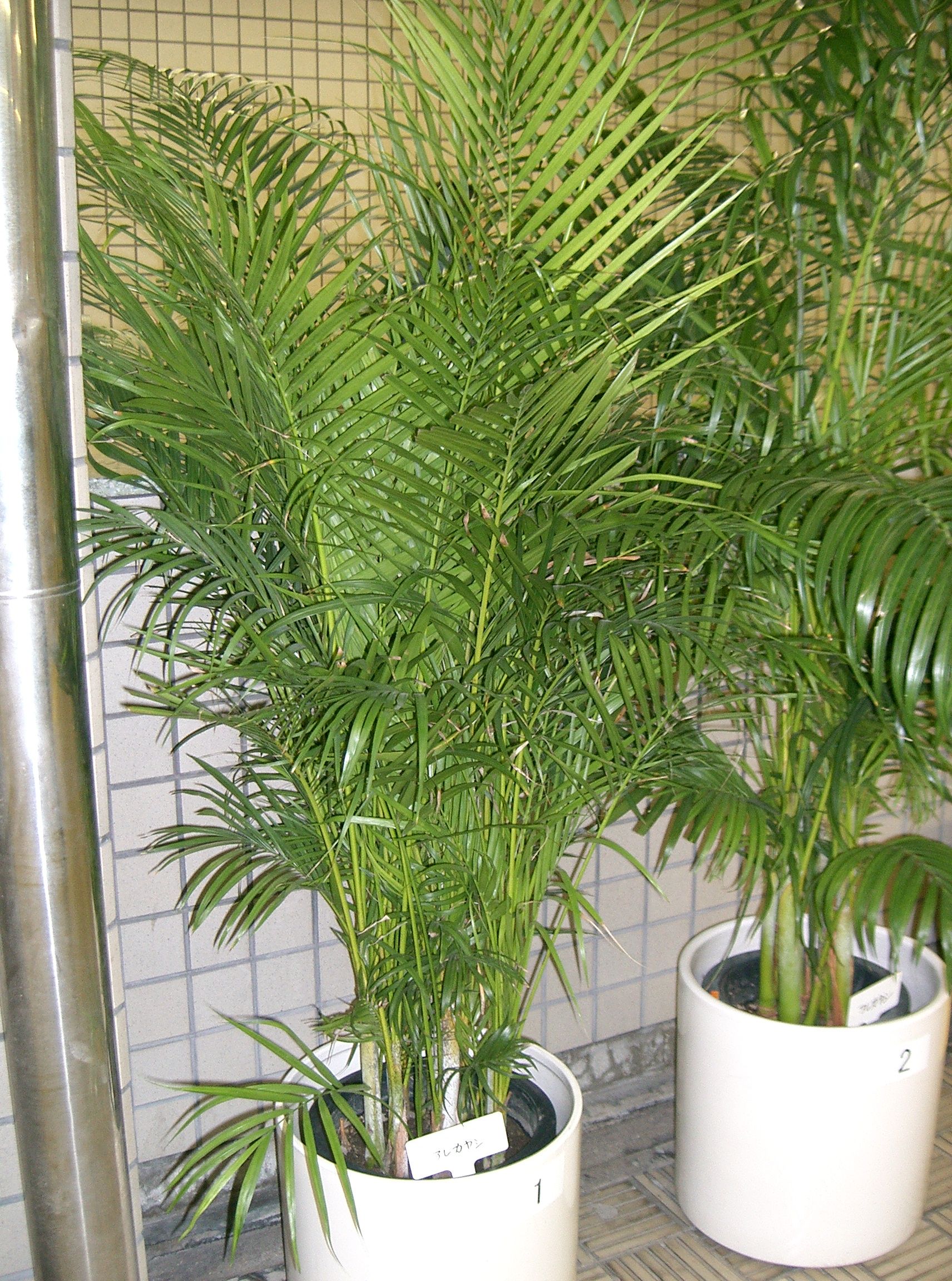 Арека (Dypsis lutescens) в интерьере