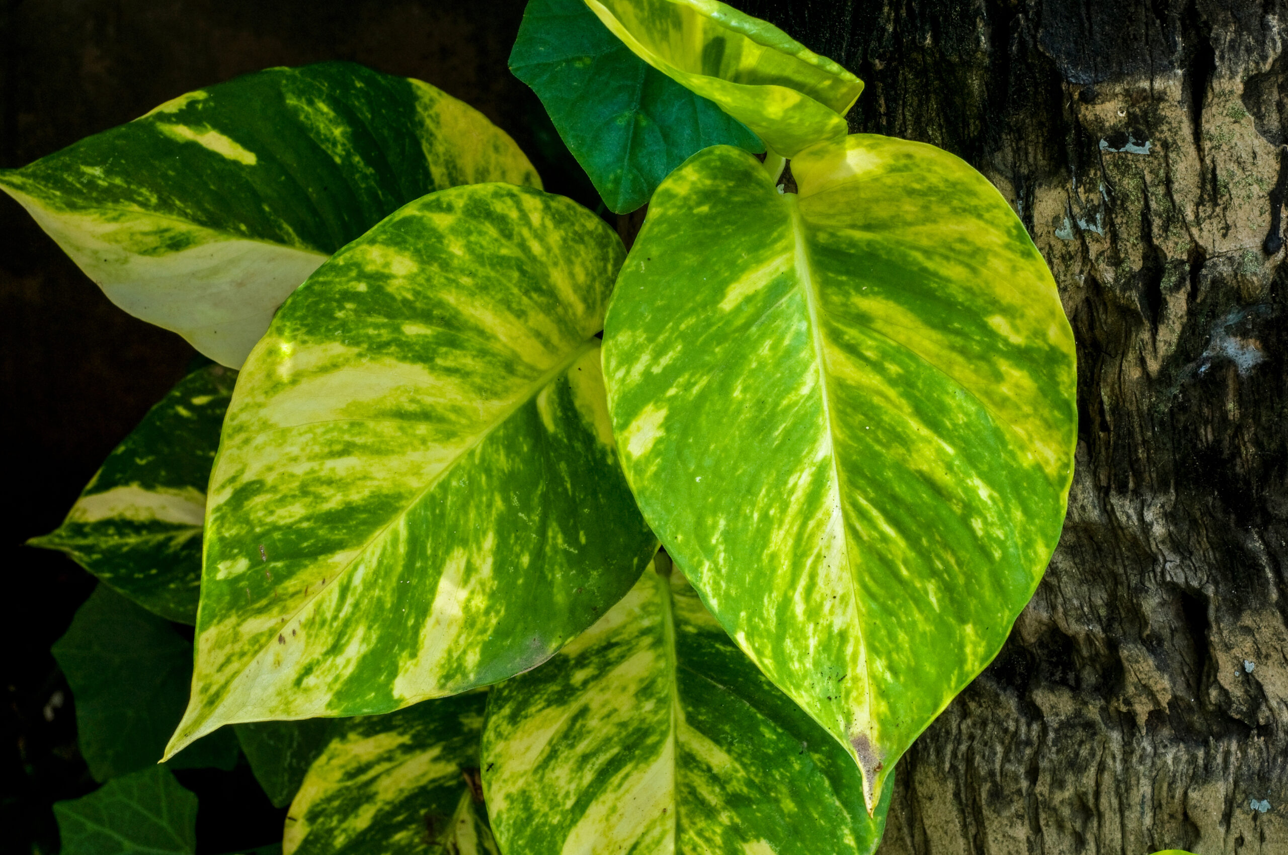 Сциндапсус золотистый (Epipremnum aureum)