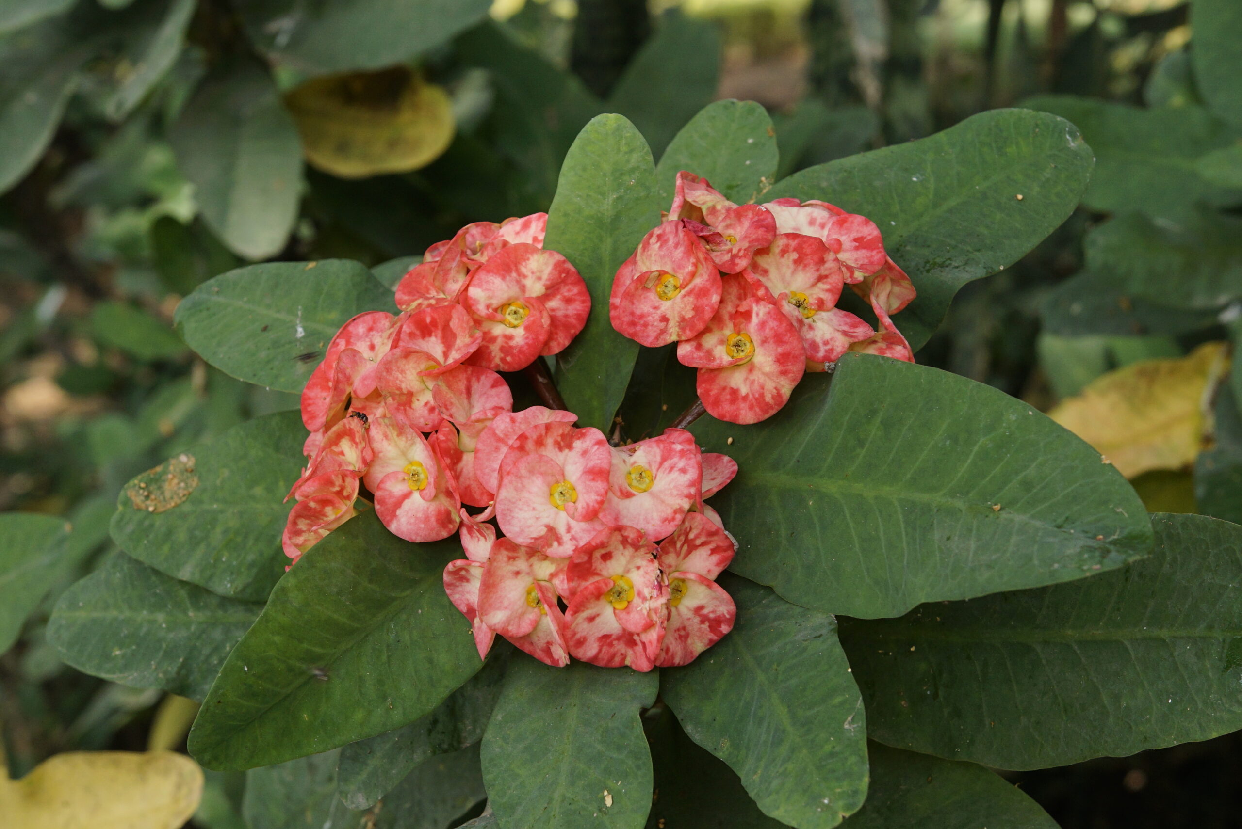 Молочай Миля, терновый венец (Euphorbia milii)