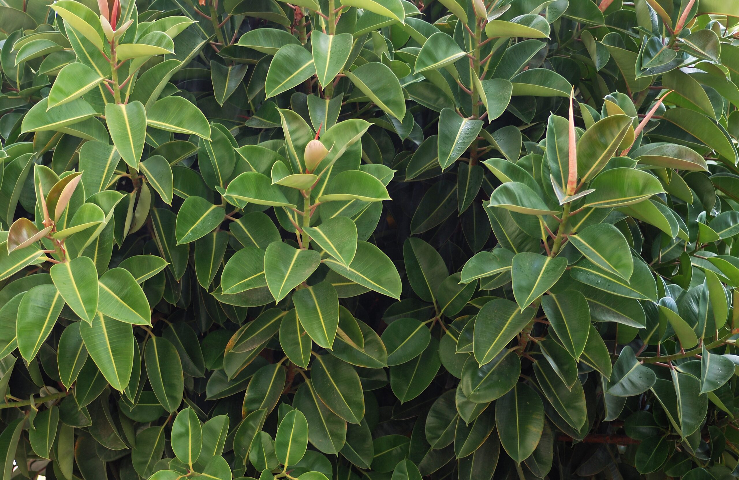 Фикус (род Ficus), листва