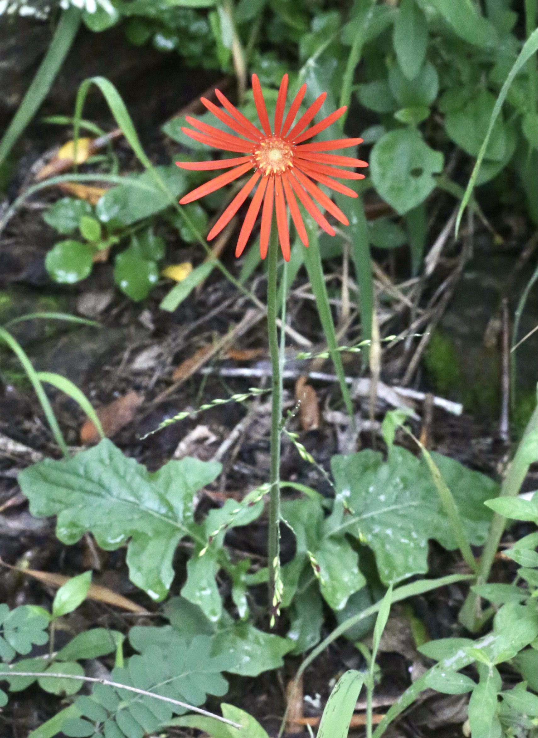 Гербера Джемсона (Gerbera jamesonii)