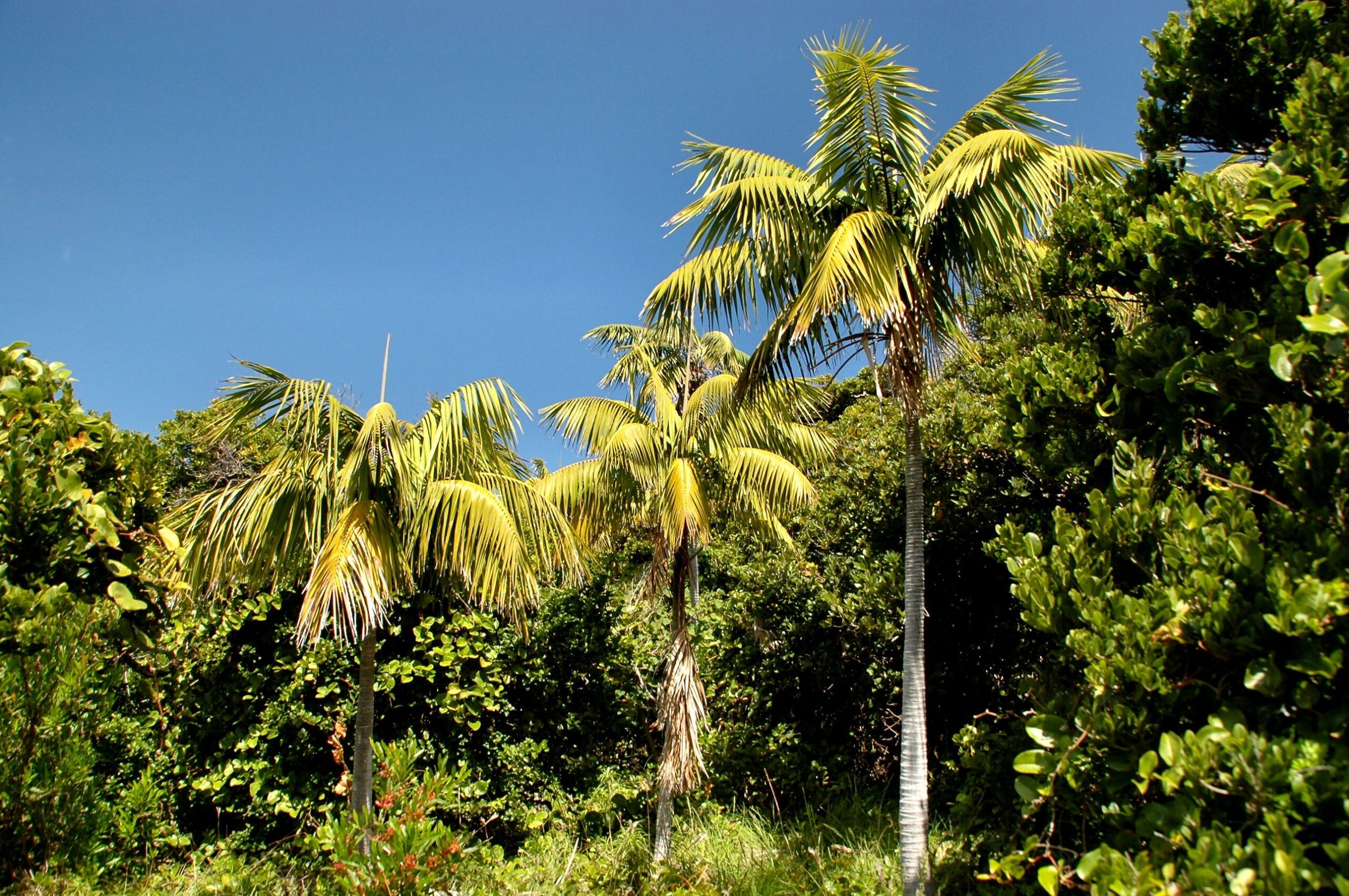 Ховея Форстера, кентия (Howea forsteriana)