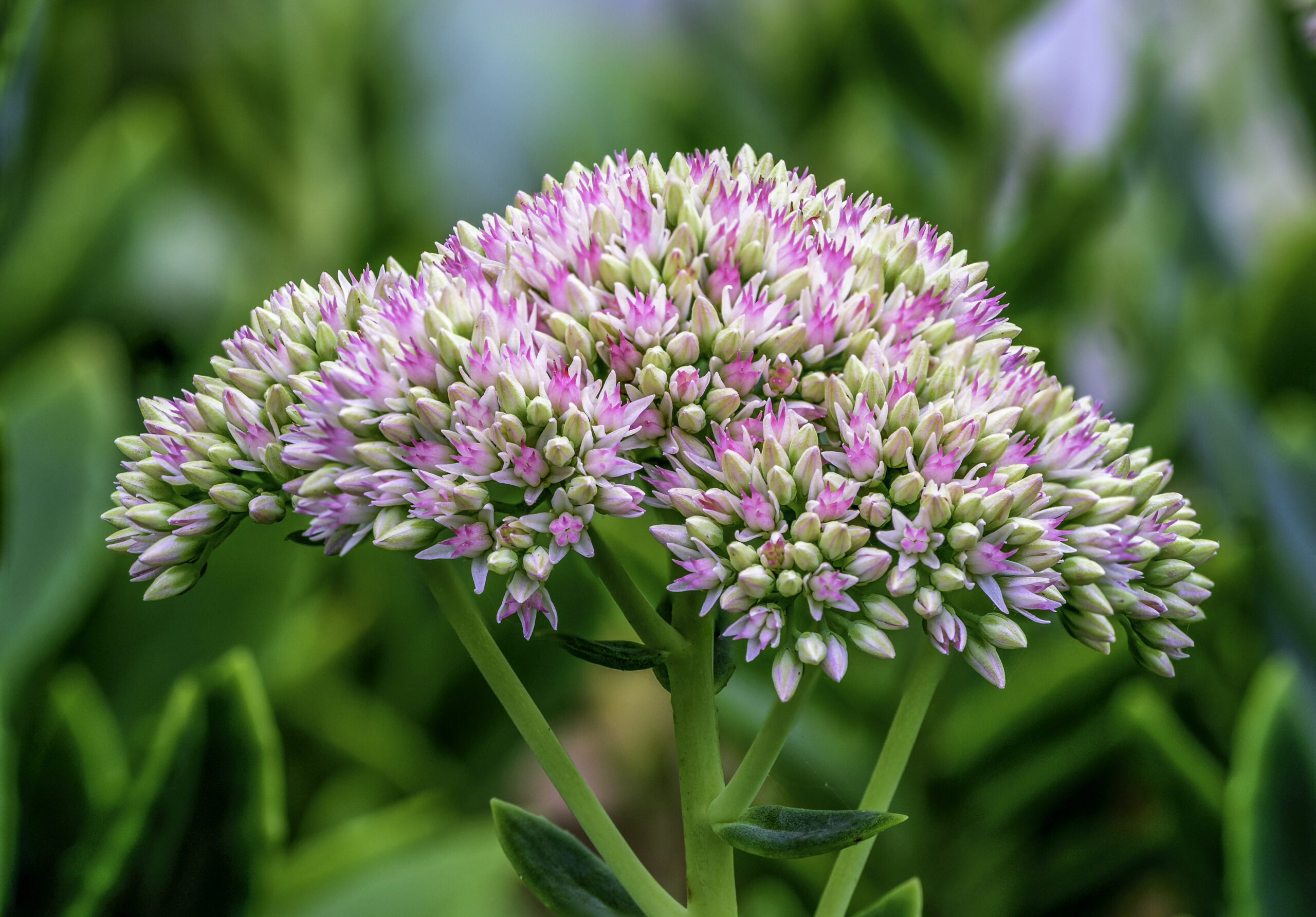 Очиток видный (Hylotelephium spectabile)