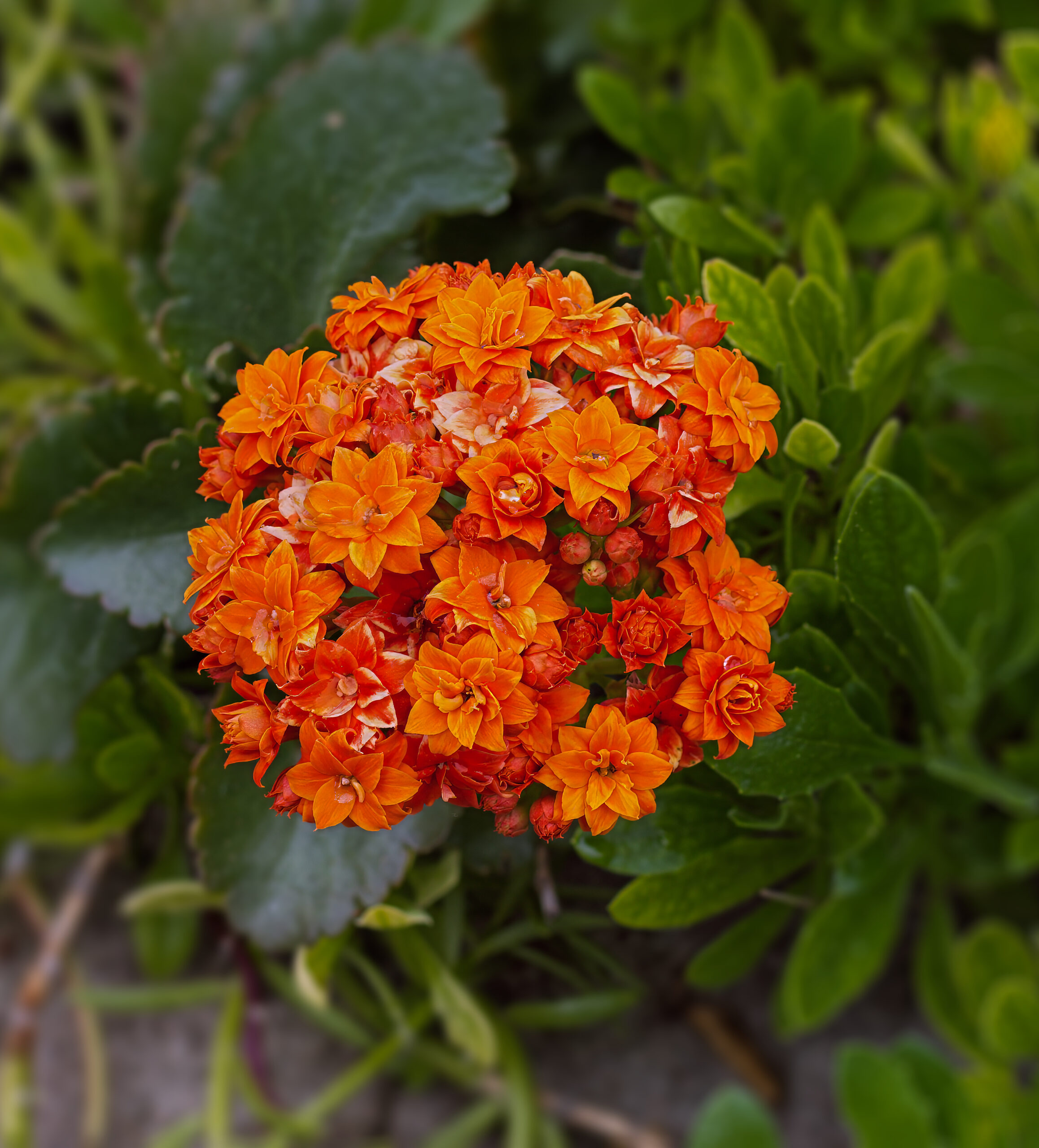 Каланхоэ Блоссфельда (Kalanchoe blossfeldiana)