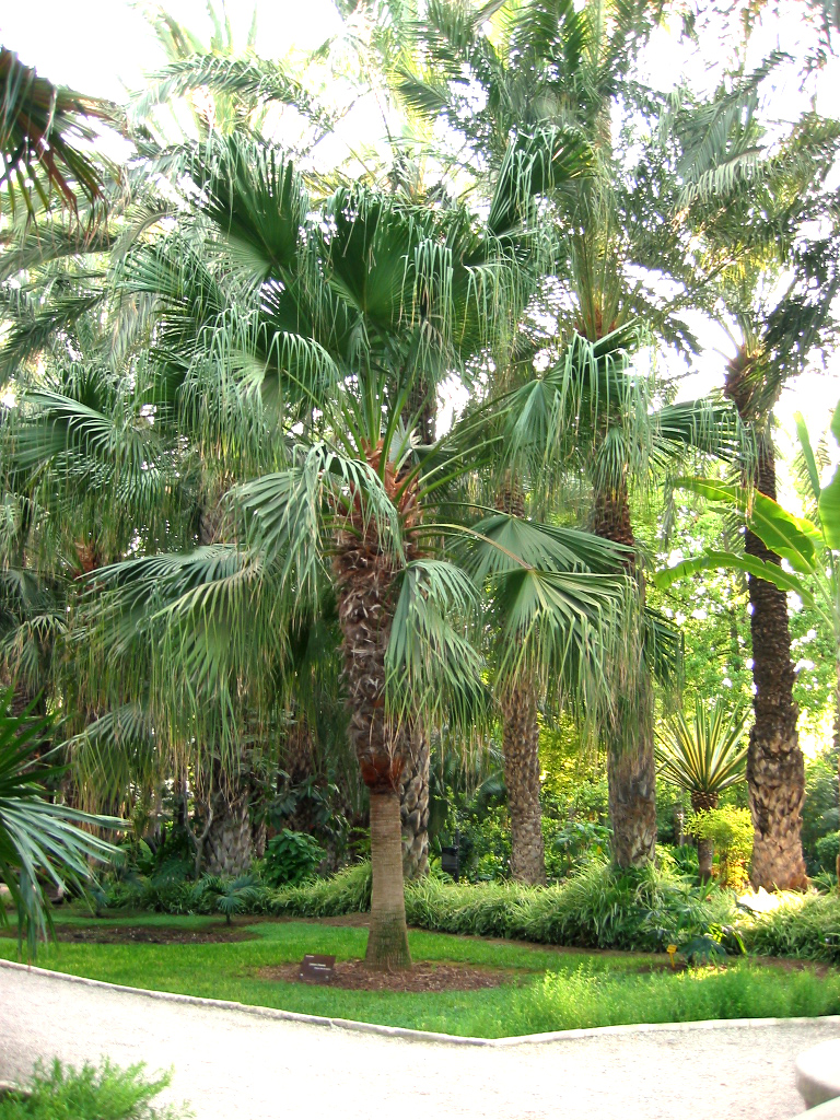 Ливистона китайская (Livistona chinensis)