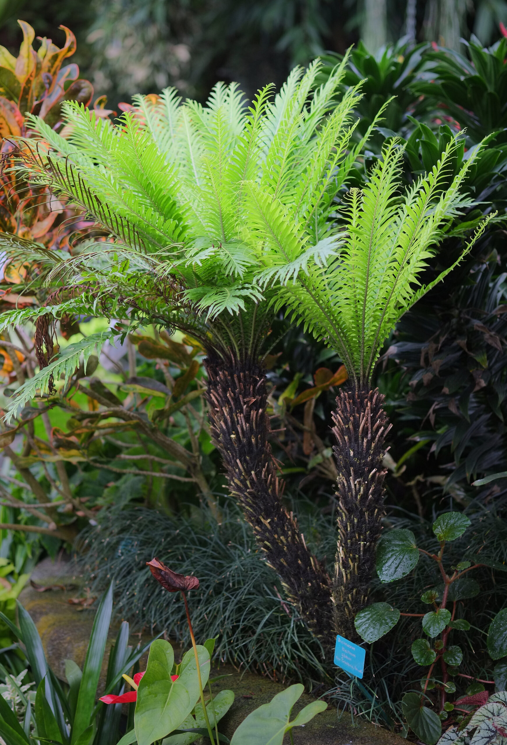 Блехнум (Blechnum gibbum) со «стволом»-ризомом
