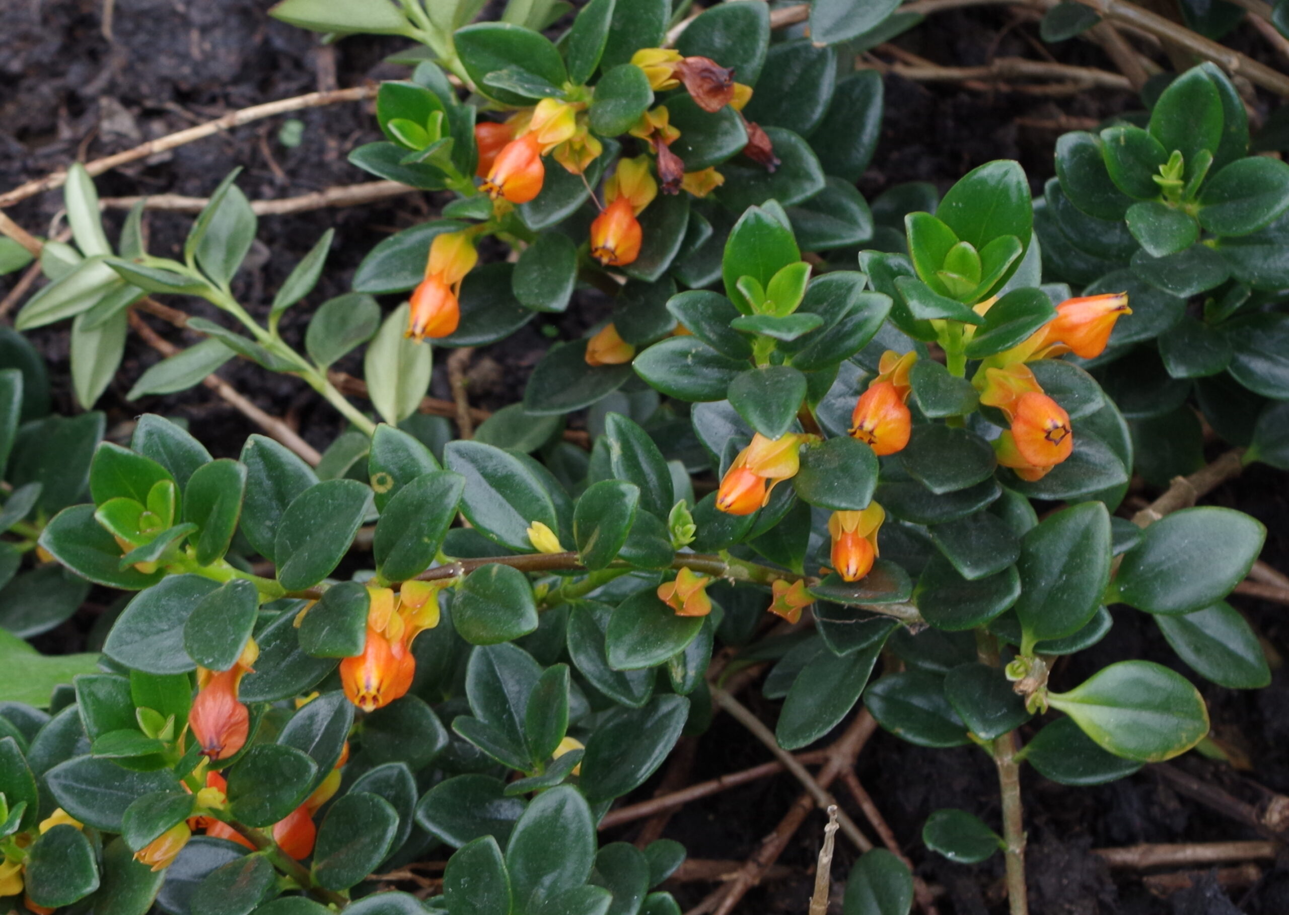 Нематантус, гипоцирта (Nematanthus gregarius)