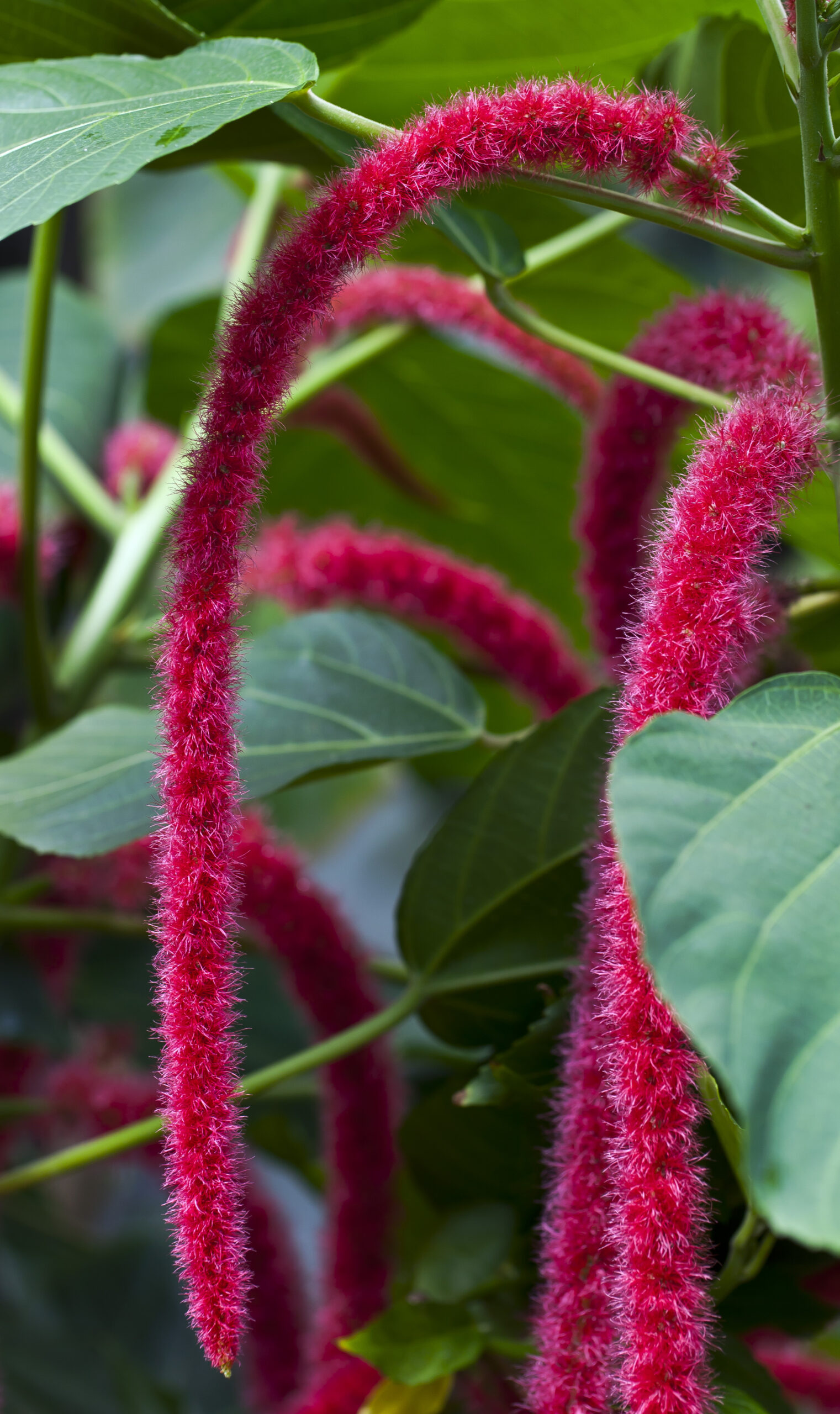 Акалифа щетинистоволосистая, лисохвост (Acalypha hispida)