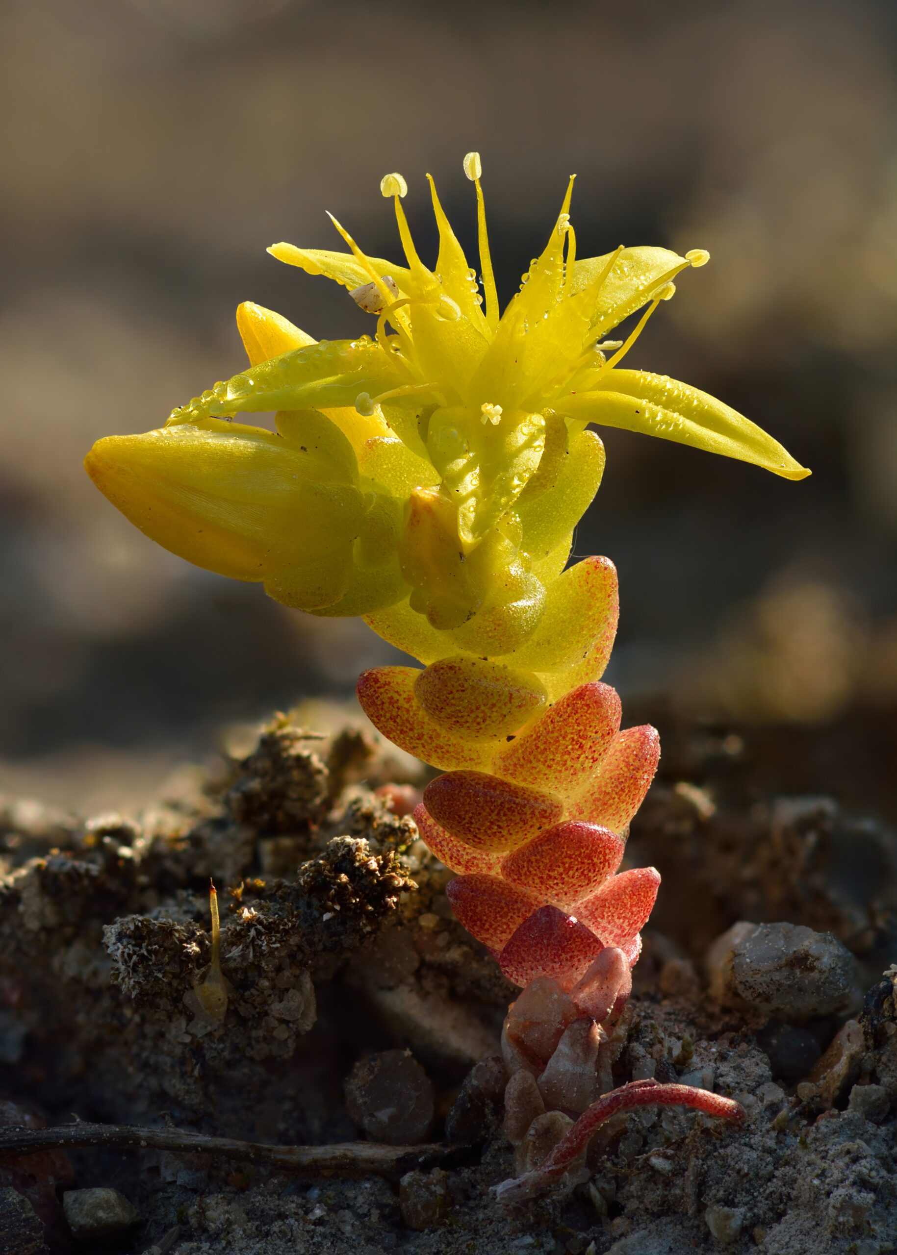 Очиток едкий (Sedum acre)