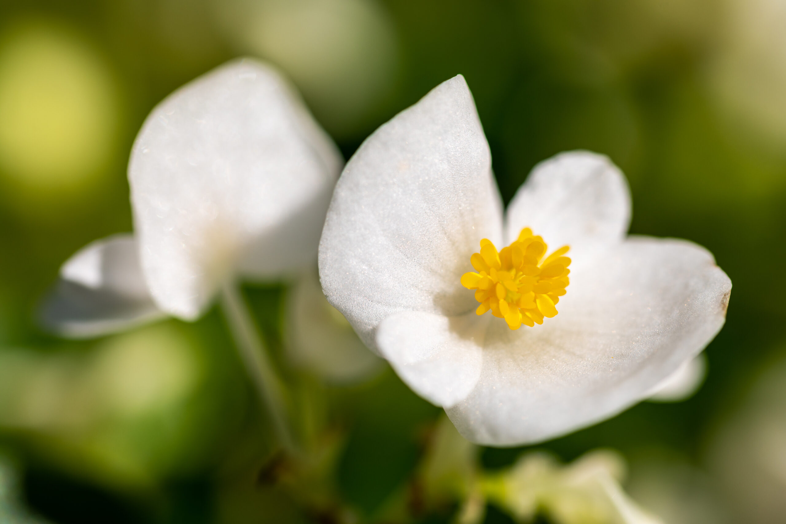 Бегония вечноцветущая (Begonia semperflorens)