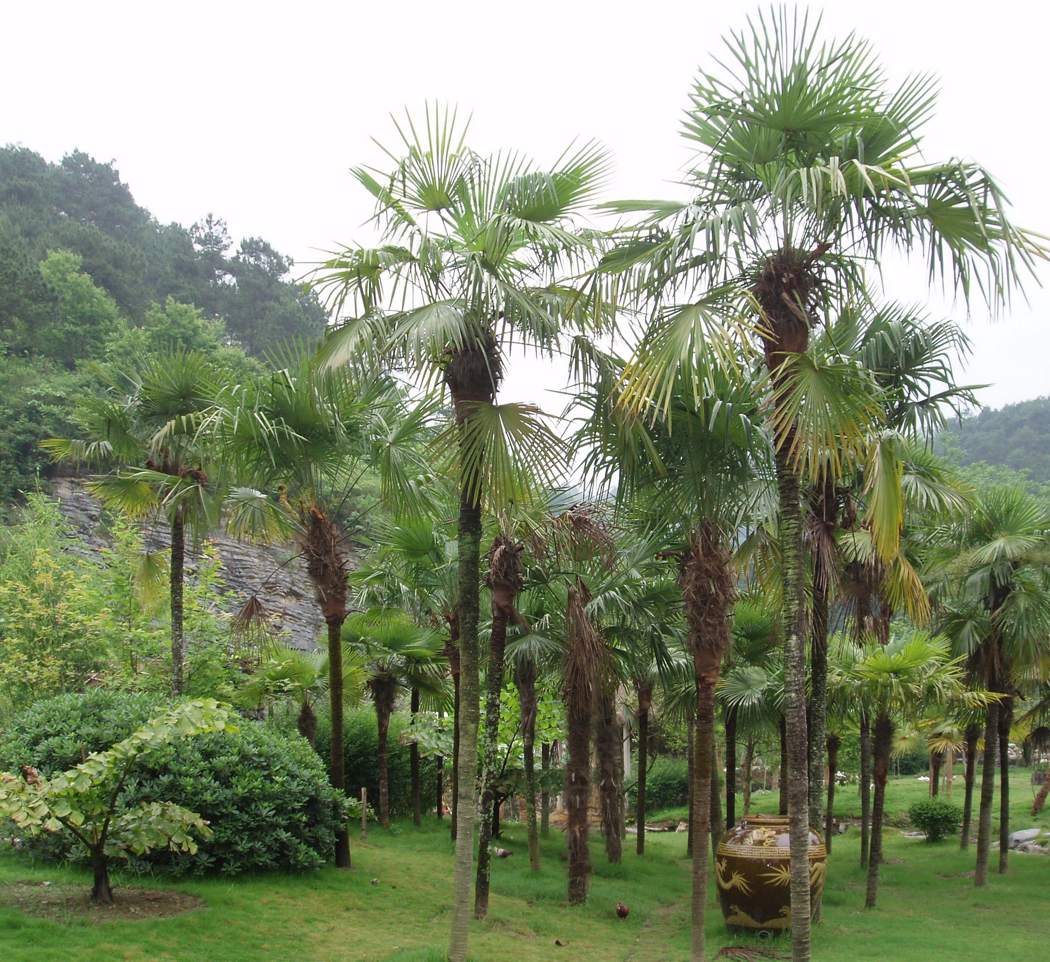 Трахикарпус Форчуна (Trachycarpus fortunei)